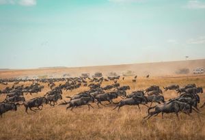 Wildebeests migrating